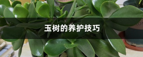 玉树的养护技巧，如何繁殖