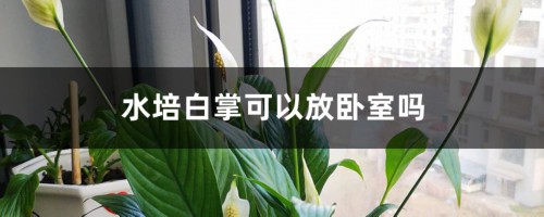 水培白掌可以放卧室吗