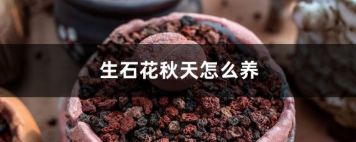 生石花秋天怎么养