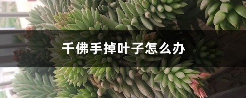 千佛手掉叶子怎么办