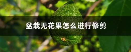 盆栽无花果怎么进行修剪