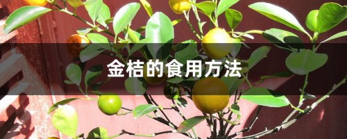 金桔的食用方法